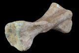 Huge, Hadrosaur Toe Bone - Aguja Formation, Texas #76759-1